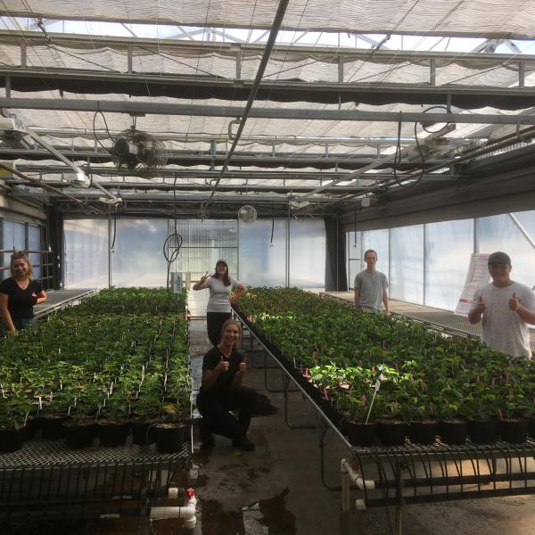 VIU Horticulture students growing poinsettias 2020